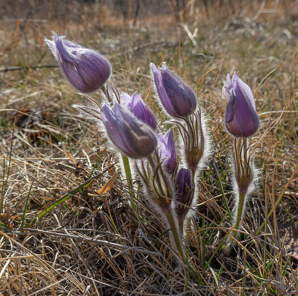 Crocus Art Print featuring the photograph Spring Prairie Crocus #1 by Phil And Karen Rispin