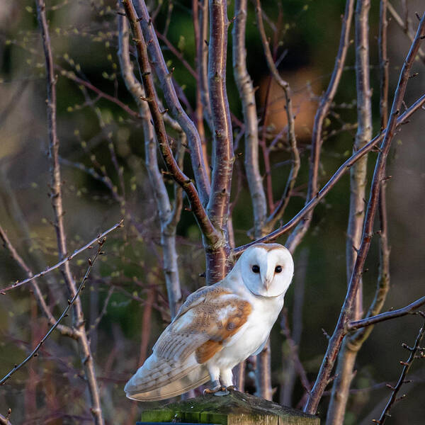 Barn Owl Art Print featuring the photograph The Glance #1 by Mark Hunter
