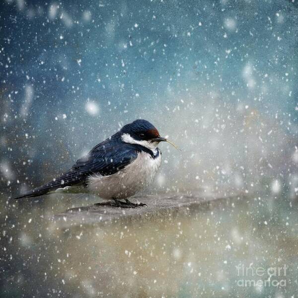 White-throated Swallow Art Print featuring the photograph Winter Bird #1 by Eva Lechner