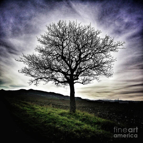 Bare Tree Art Print featuring the photograph Isolated tree #2 by Bernard Jaubert