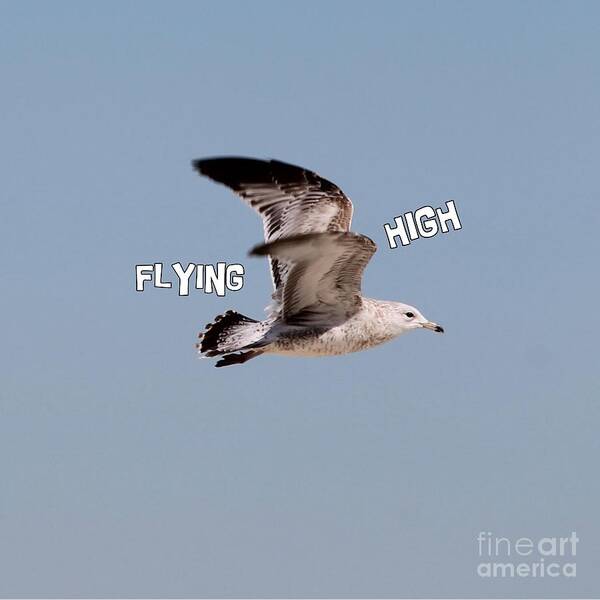 Seagull Art Print featuring the photograph Seagull In Flight #2 by Catherine Wilson