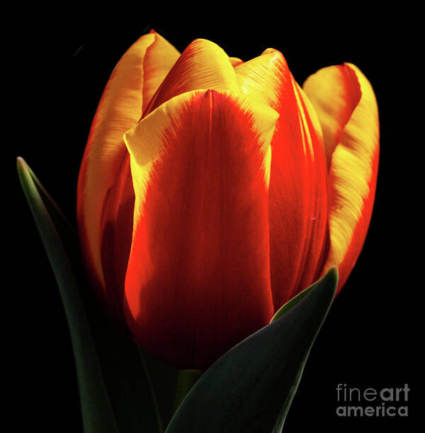 Tulip Art Print featuring the photograph Regality #1 by Doug Norkum