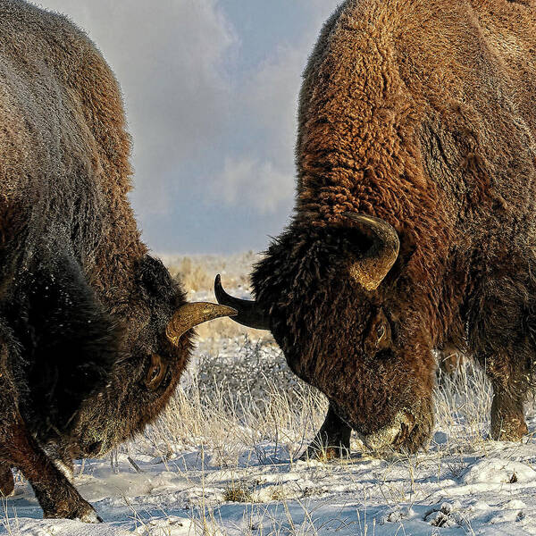 Winter Art Print featuring the painting A fight Between Two Bison, American Buffalo in a Snow Fiel by Lena Owens - OLena Art Vibrant Palette Knife and Graphic Design
