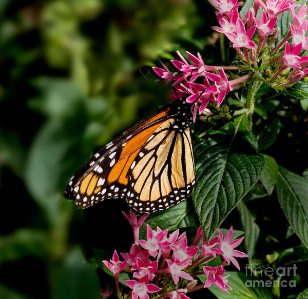 Monarch Art Print featuring the photograph A Monarch Butterfly by L Bosco