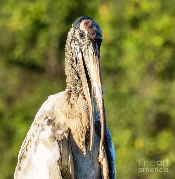 Wood Stork Art Print featuring the photograph A Young Wood Stork at Eagle Lake Park Florida by L Bosco