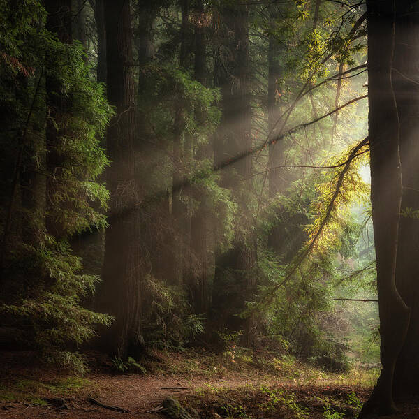 Afternoon Light Art Print featuring the photograph Afternoon light, Roy's Redwoods by Donald Kinney
