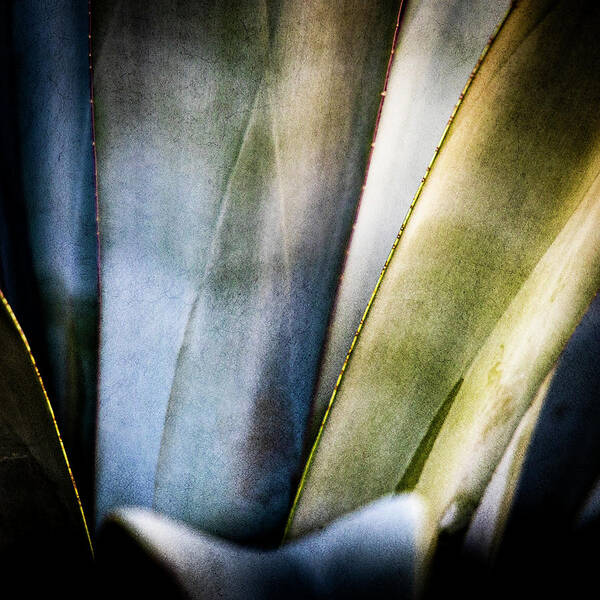 Agave Art Art Print featuring the photograph Agave Art by Paul Bartell