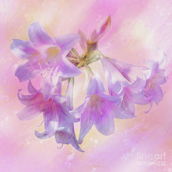 Lily Art Print featuring the mixed media Amaryllis Belladonna Lilies by Shari Warren