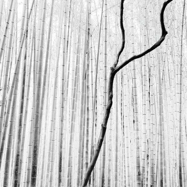 Bamboo Art Print featuring the photograph Arashiyama Bamboo Forest. Kyoto, Japan by Stefano Orazzini