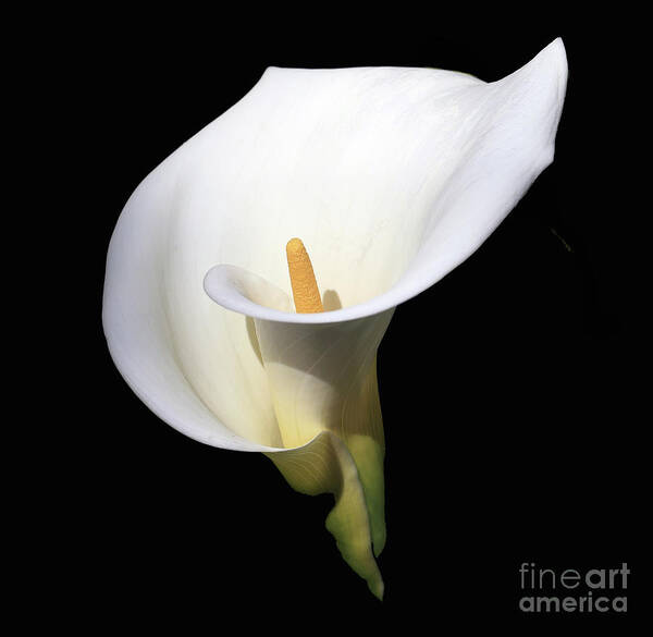 Arum Lily Art Print featuring the photograph Arum Lily by Tony Mills