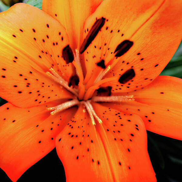 Orange Art Print featuring the photograph Asiatic Lily by Simone Hester