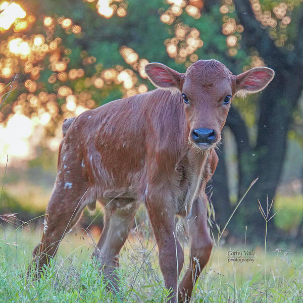 Baby Longhorn Calf Art Print featuring the photograph Baby Longhorn Calf - Tito by Cathy Valle