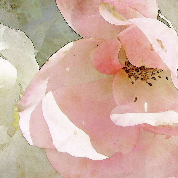 Rose Art Print featuring the photograph Baby Pink Betty Pryor by Karen Lynch