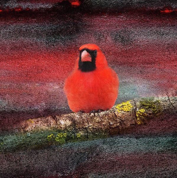 Cardinal Art Print featuring the mixed media Backyard Cardinal Art by Ed Taylor