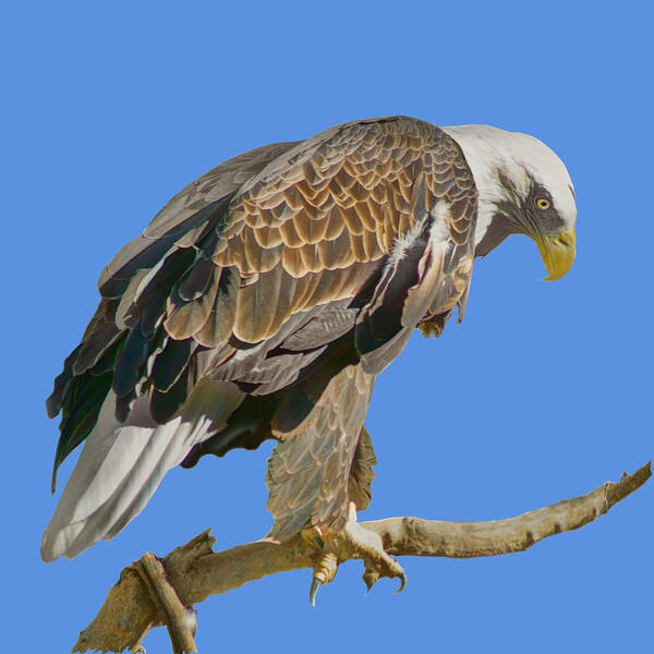 Bald Eagle Art Print featuring the photograph Bald Eagle - Transparent by Nikolyn McDonald