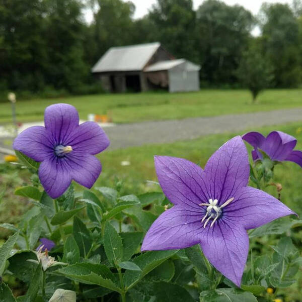 Balloon Flower Art Print featuring the photograph Balloon Flowers and Barn by Vicki Noble
