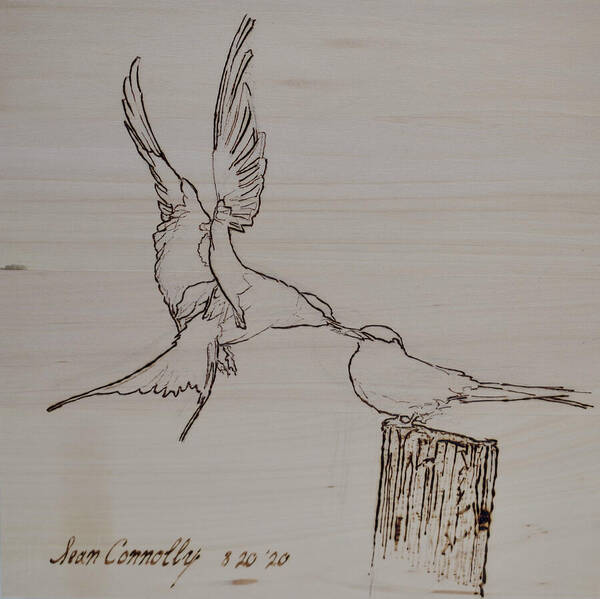 Pyrography Art Print featuring the pyrography Barn Swallows - Feeding The Fledgling by Sean Connolly