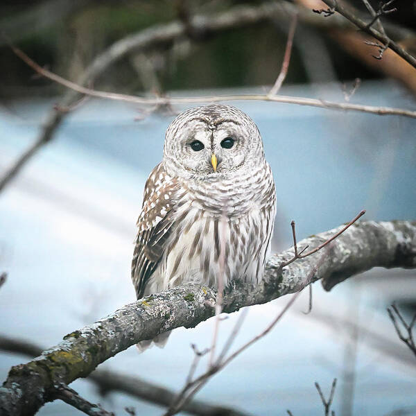 Barred Art Print featuring the photograph Barred Owl by Steven Nelson