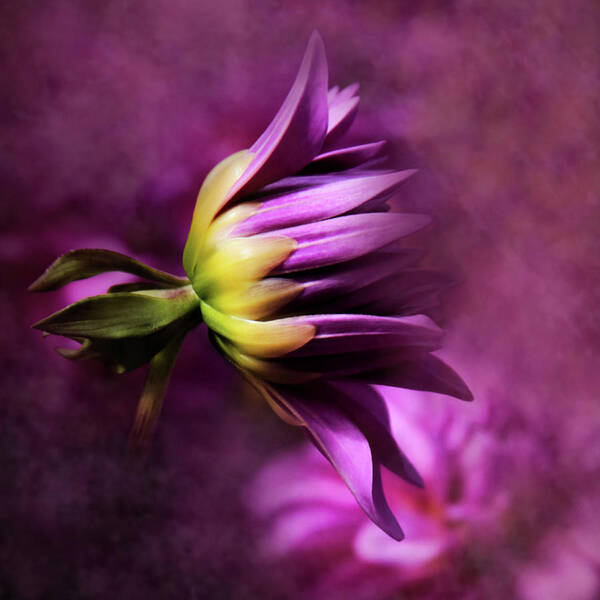 Flower Photography Art Print featuring the photograph Beginnings by Sally Bauer