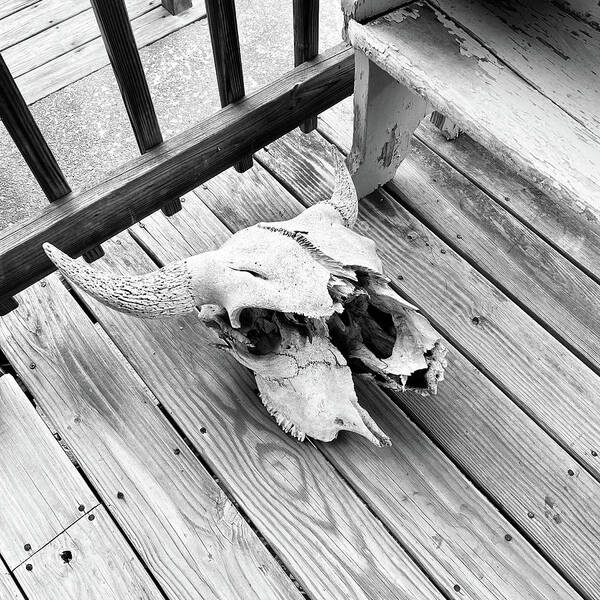 Bison Skull Art Print featuring the photograph Bison Skull on Porch Black and white square by Photographic Arts And Design Studio