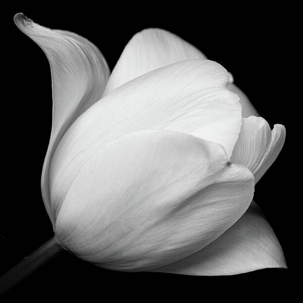 Flower Art Print featuring the photograph Black and white tulip by Mirko Chessari