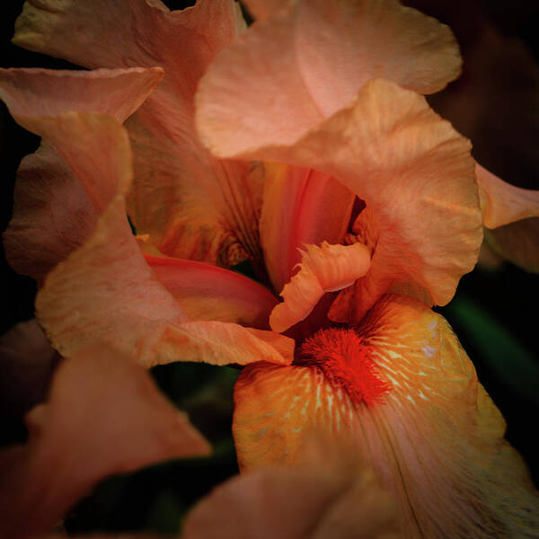 Blooming Iris Art Print featuring the photograph Blooming Iris by David Patterson
