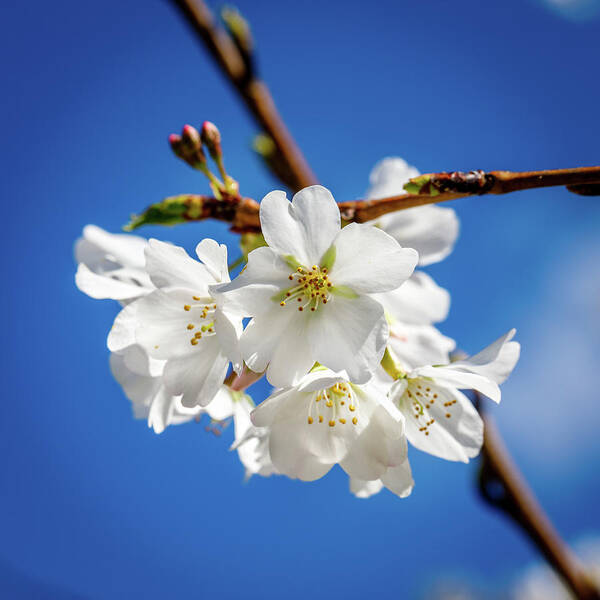 Cherry Art Print featuring the photograph Blossoms by David Beechum
