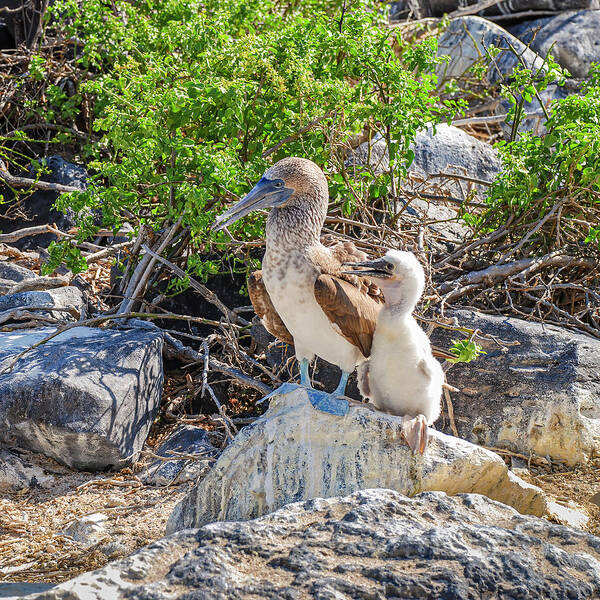 Animals In The Wild Art Print featuring the photograph Blue-footed Booby hen and her chick by Henri Leduc