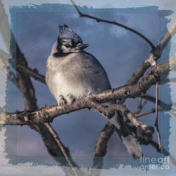  Art Print featuring the photograph Blue on Blue by Janice Pariza