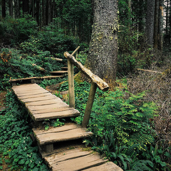 Landscape Art Print featuring the photograph Boardwalk trail through Pacific Northwest forest by Zeb Andrews