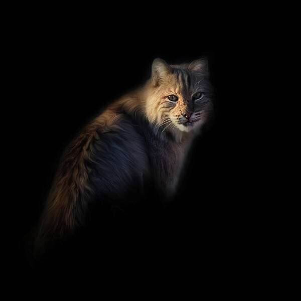 Square Art Print featuring the photograph Bobcat Portrait by Bill Wakeley