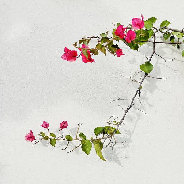  Art Print featuring the photograph Bougainvillea by Julie Gebhardt