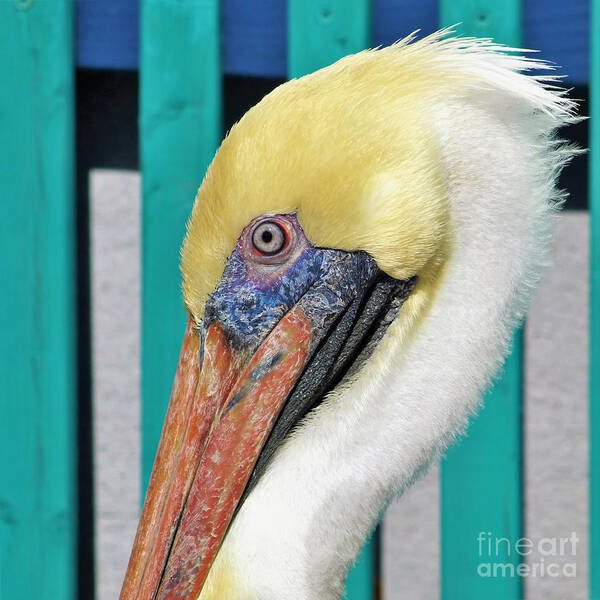 Brown Pelican Art Print featuring the photograph Brown Pelican Profile by Joanne Carey