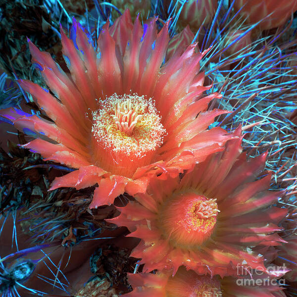 Flower Art Print featuring the photograph Cactus Flower Infrared by Martin Konopacki