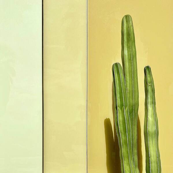  Art Print featuring the photograph Cactus by Julie Gebhardt