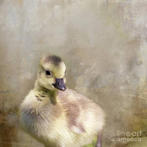 Canada Goose Art Print featuring the photograph Canada Gossling Portrait by Eva Lechner