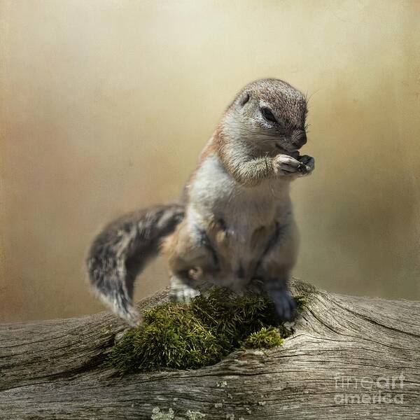 Cape Ground Squirrel Art Print featuring the photograph Cape Ground Squirrel by Eva Lechner
