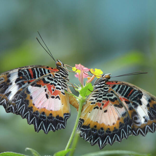 Photography Art Print featuring the photograph Cethosia luzonica butterflies mating by Tim Fitzharris