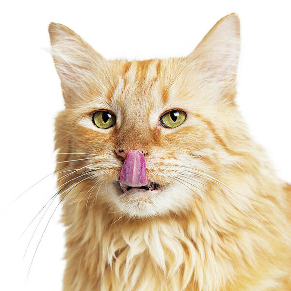 Animal Art Print featuring the photograph Closeup Orange Hungry Cat Over White by Good Focused