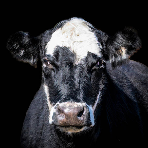 Cow Art Print featuring the photograph Cookie the Cow by Cheri Freeman