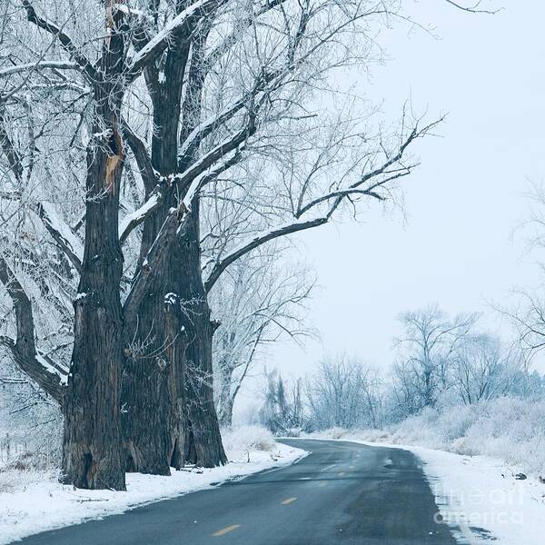 Winter Landscape Art Print featuring the photograph Cool Winter Blue Landscape by Carol Groenen