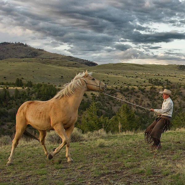 Cowboy wrangling a horse in Montana 5 Art Print by Newton Powell - Pixels