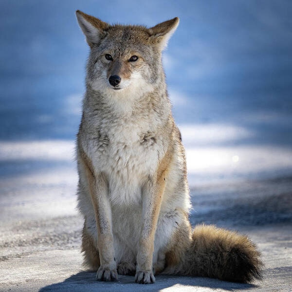 Coyote Art Print featuring the photograph Coyote Sitting in Winter by Wesley Aston
