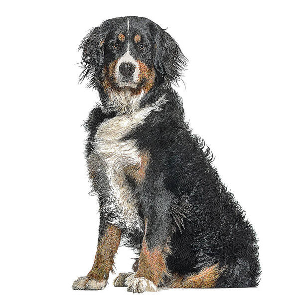 Bernese Mountain Art Print featuring the painting Cutest, Bernese Mountain Dog by Custom Pet Portrait Art Studio