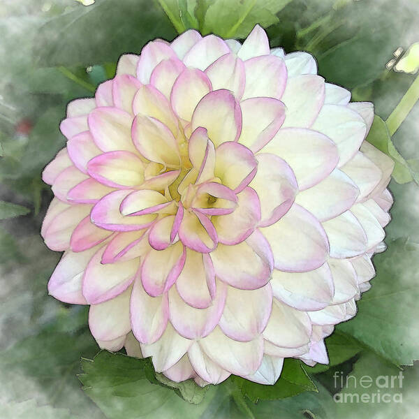 Floral Art Print featuring the digital art Dahlia Bloom Of Pink, Yellow And White by Kirt Tisdale