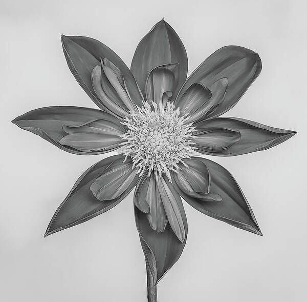 Dahlia Art Print featuring the photograph Dahlia in Black and White by Sylvia Goldkranz