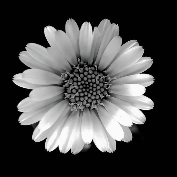 Art Art Print featuring the photograph Daisy Black and White Square by Joan Han