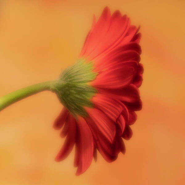 Gerber Daisy Art Print featuring the photograph Daisy In Repose by Forest Floor Photography