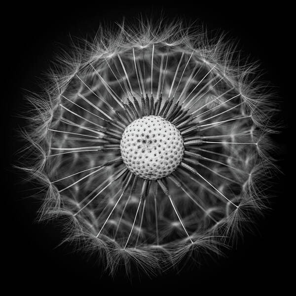 Seedhead Art Print featuring the photograph Dandelion Wheel by Nigel R Bell