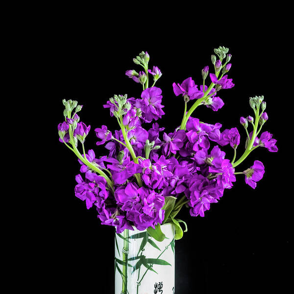 Dark Purple Stock Flowers Art Print featuring the photograph Dark Purple Stock Flowers Matthiola incana X100 by Rich Franco